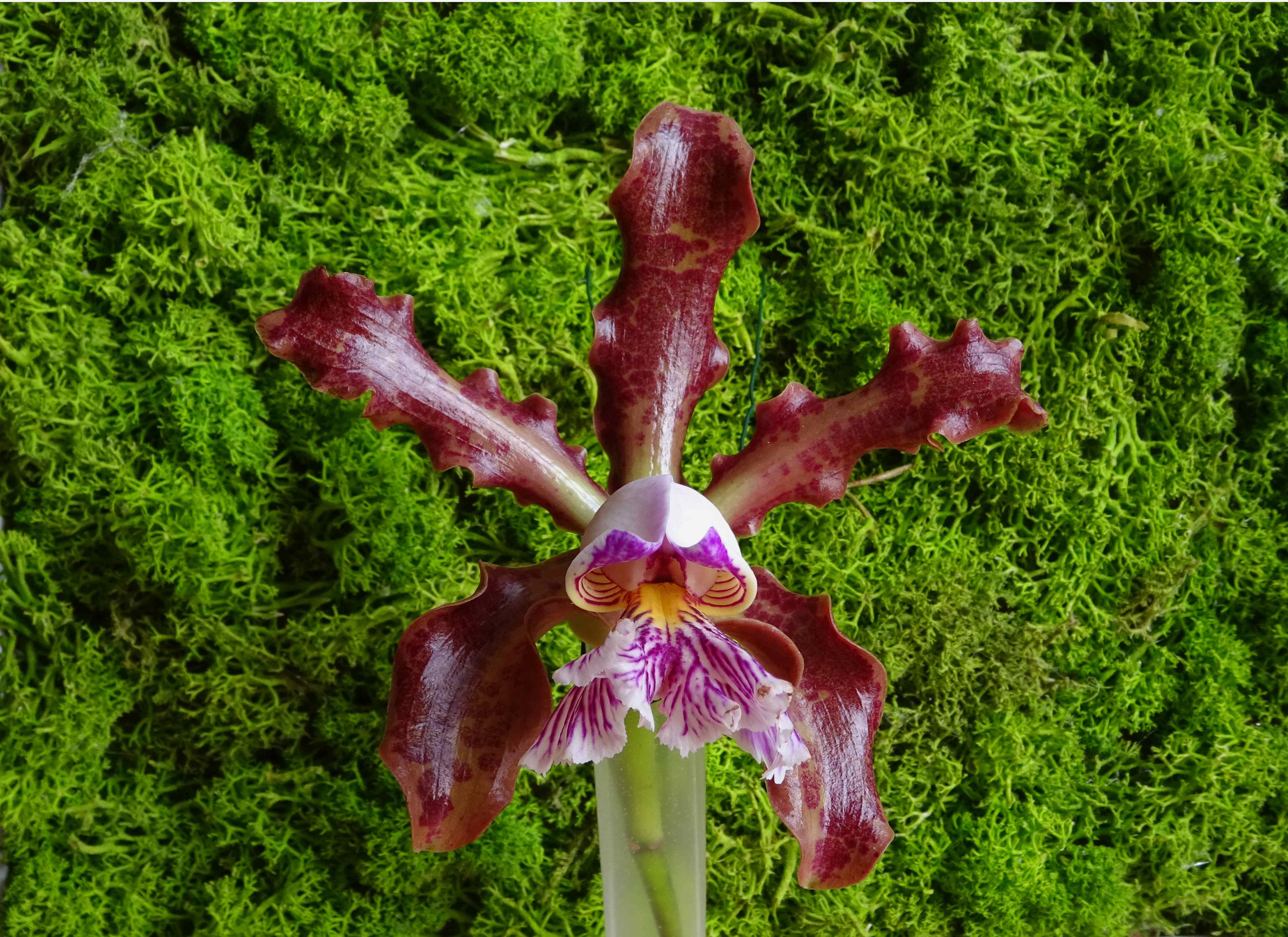 schilleriana