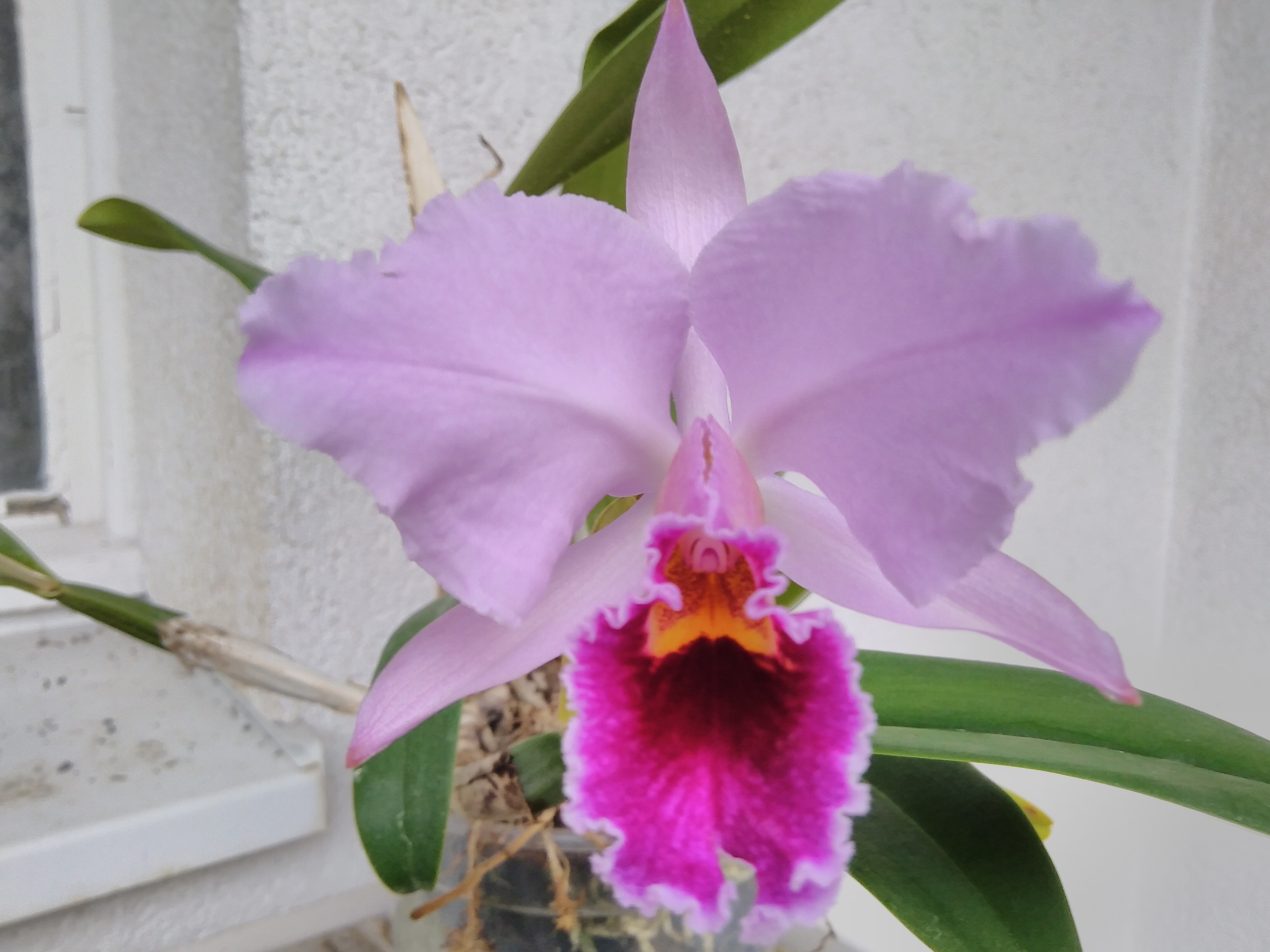 C. percivaliana