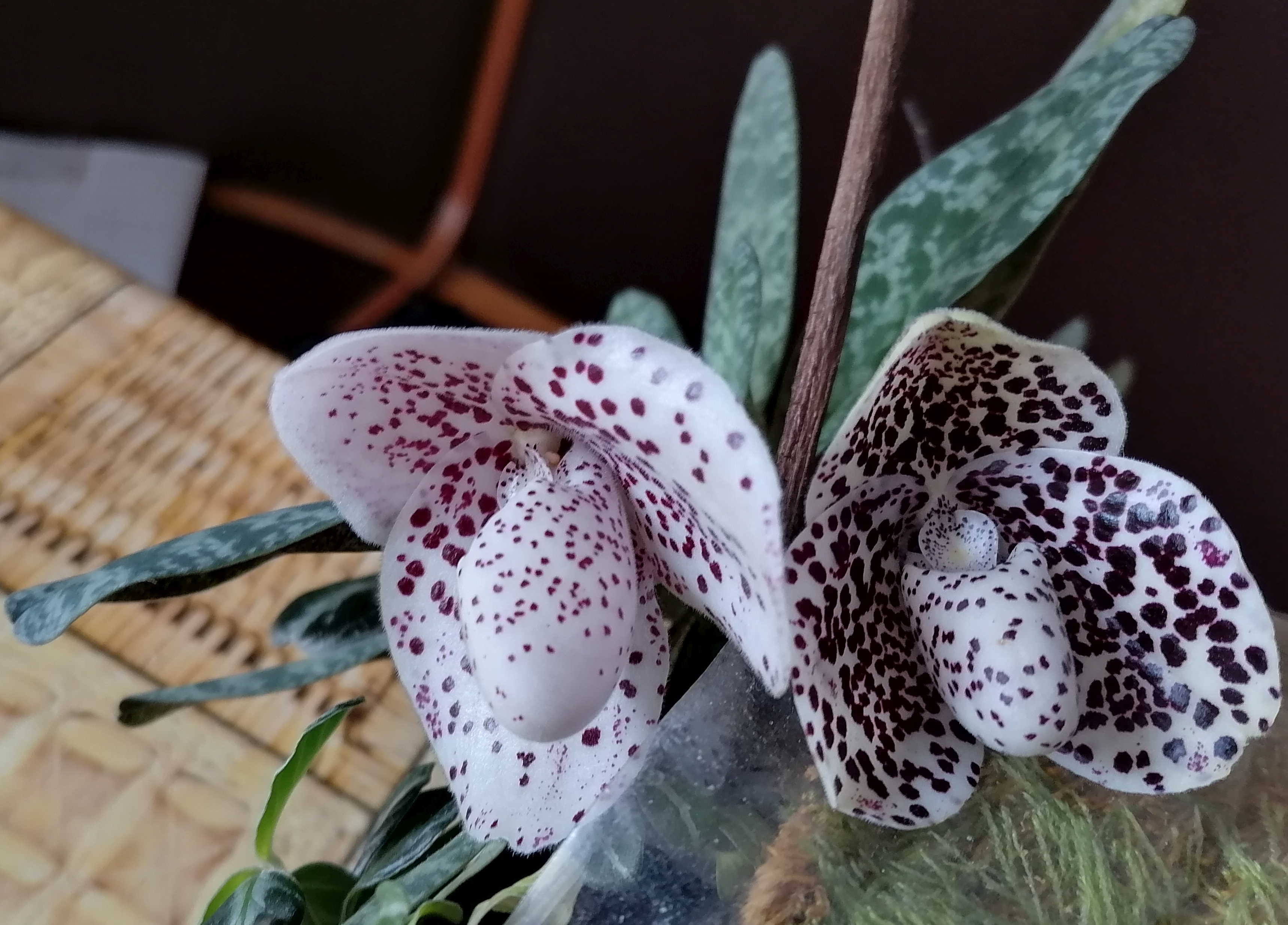 bellatulum