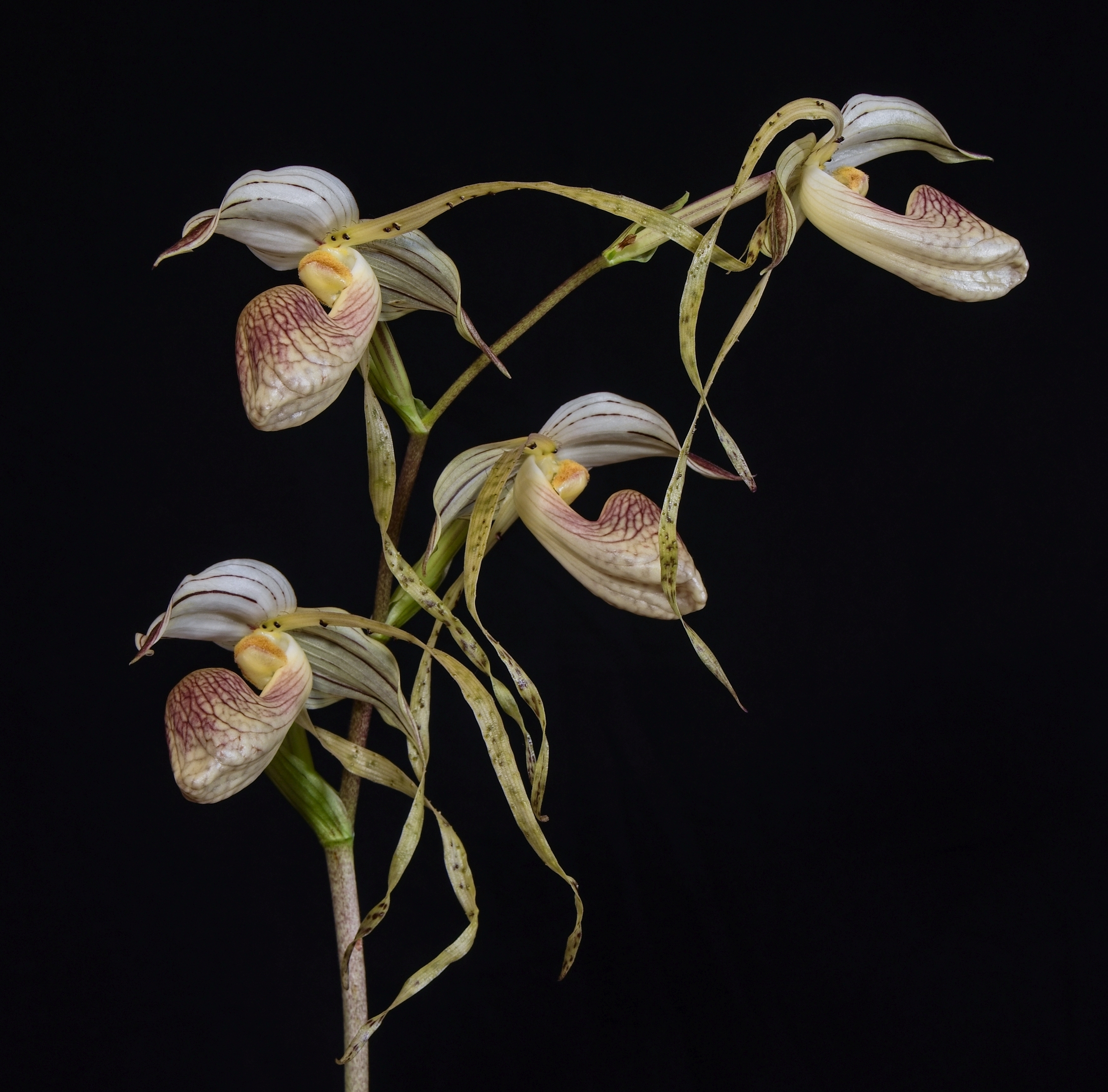 P. platyphyllum