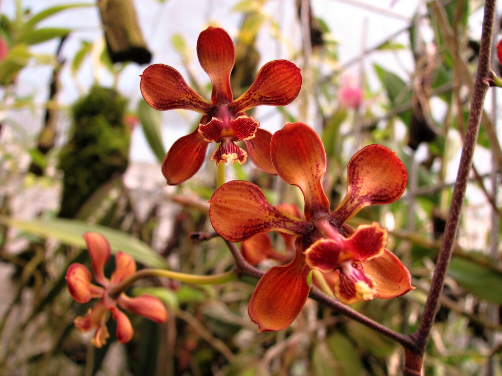 Encyclia diota v. atropurpurea Tlaxiaco 