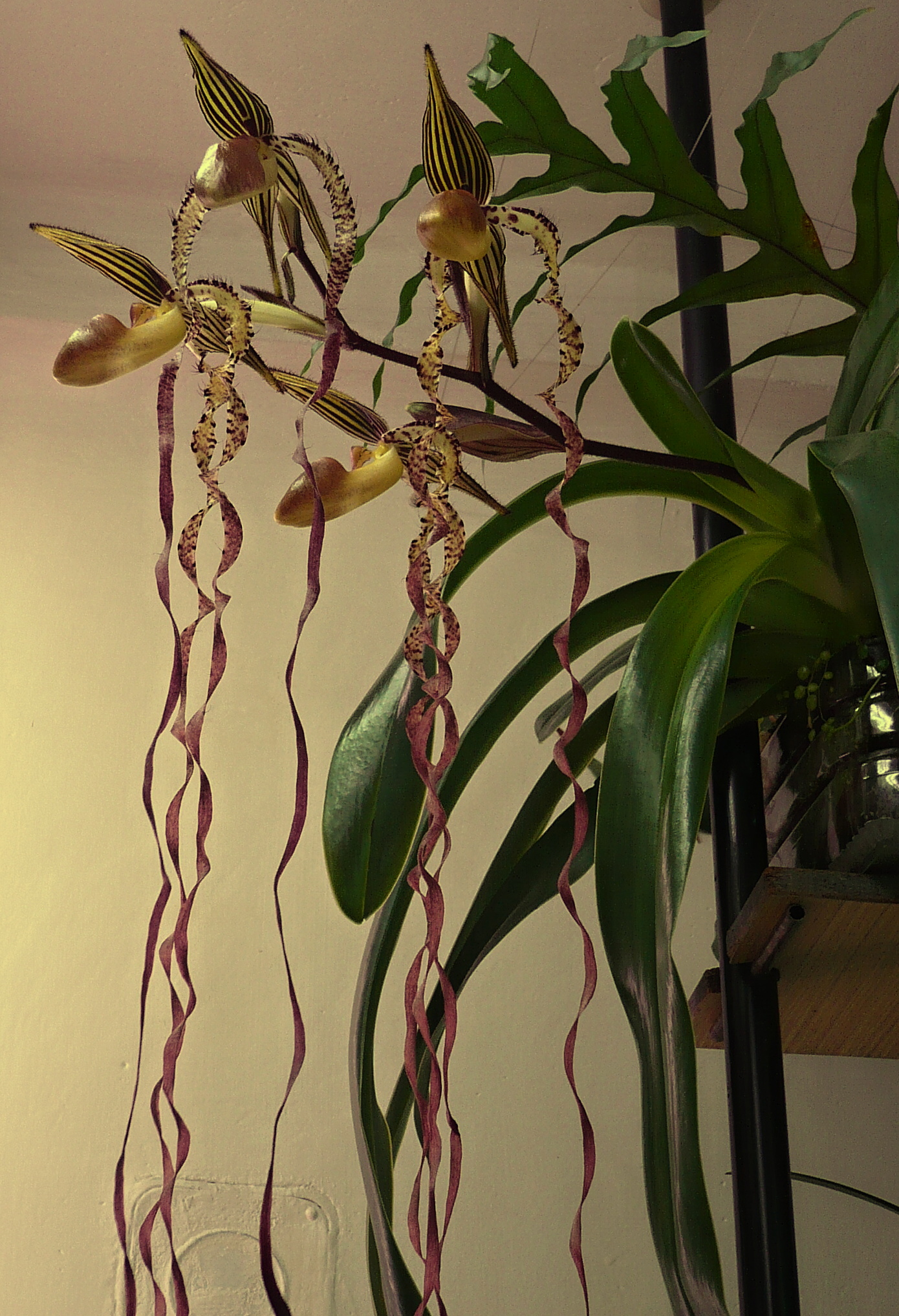 Paphiopedilum sanderianum