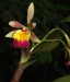 Sophronitis sincorana x Epidendrum pseudepidendrum.jpg